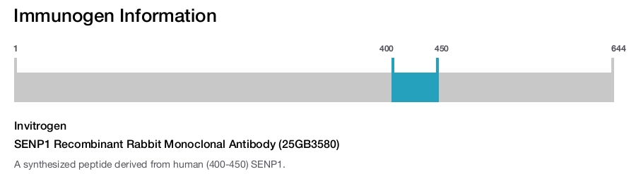 SENP1 Recombinant Rabbit Monoclonal Antibody (25GB3580)