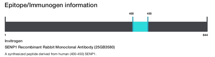 SENP1 Recombinant Rabbit Monoclonal Antibody (25GB3580)