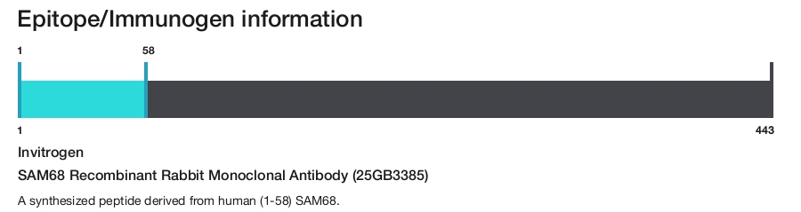 SAM68 Recombinant Rabbit Monoclonal Antibody (25GB3385)