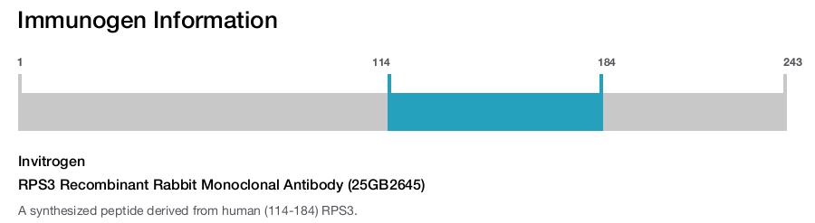 RPS3 Recombinant Rabbit Monoclonal Antibody (25GB2645)