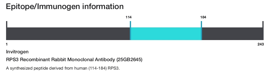 RPS3 Recombinant Rabbit Monoclonal Antibody (25GB2645)