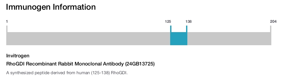 RhoGDI Recombinant Rabbit Monoclonal Antibody (24GB13725)