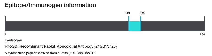 RhoGDI Recombinant Rabbit Monoclonal Antibody (24GB13725)