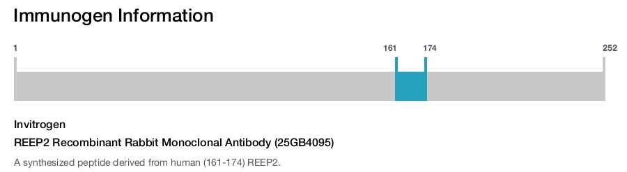 REEP2 Recombinant Rabbit Monoclonal Antibody (25GB4095)