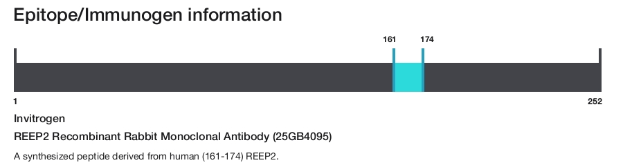 REEP2 Recombinant Rabbit Monoclonal Antibody (25GB4095)