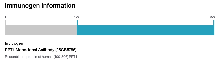 PPT1 Monoclonal Antibody (25GB5785)