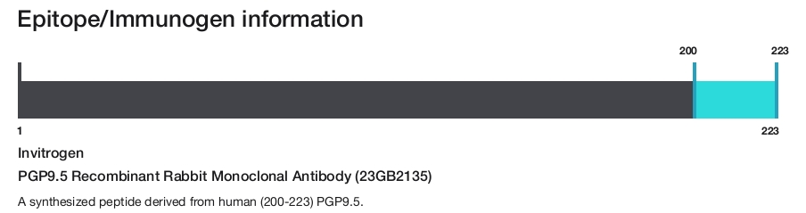 PGP9.5 Recombinant Rabbit Monoclonal Antibody (23GB2135)