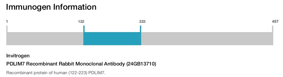 PDLIM7 Recombinant Rabbit Monoclonal Antibody (24GB13710)