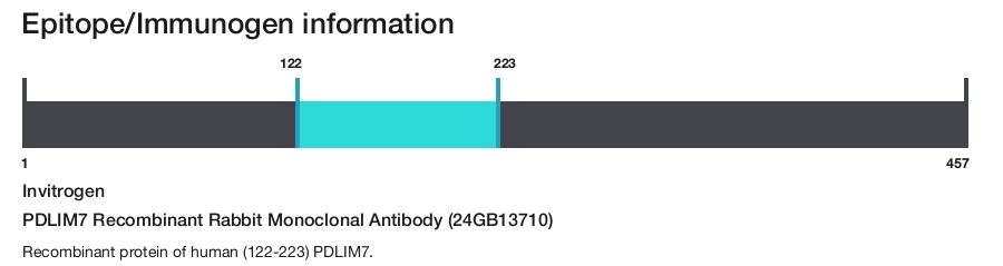 PDLIM7 Recombinant Rabbit Monoclonal Antibody (24GB13710)