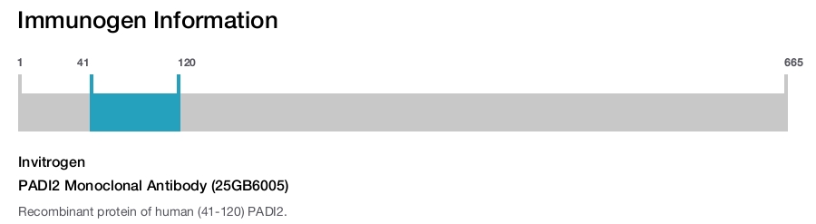 PADI2 Monoclonal Antibody (25GB6005)