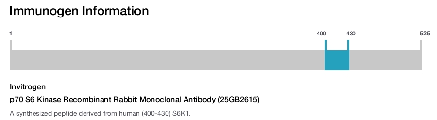 p70 S6 Kinase Recombinant Rabbit Monoclonal Antibody (25GB2615)