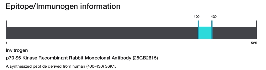 p70 S6 Kinase Recombinant Rabbit Monoclonal Antibody (25GB2615)