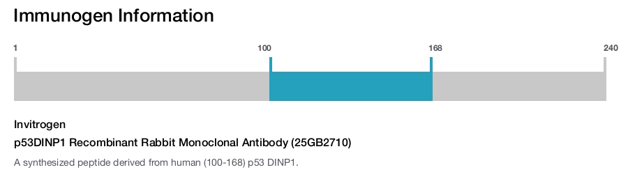 p53DINP1 Recombinant Rabbit Monoclonal Antibody (25GB2710)