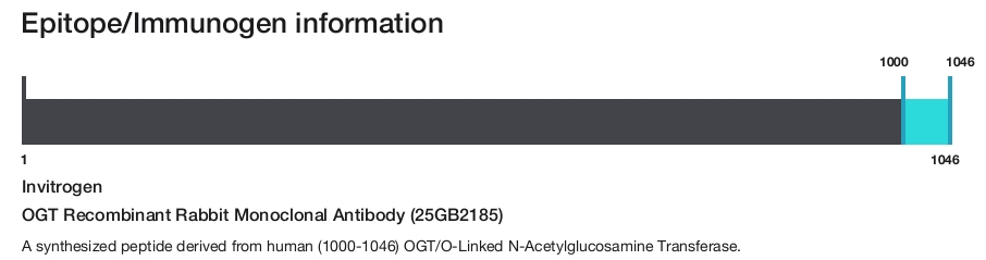 OGT Recombinant Rabbit Monoclonal Antibody (25GB2185)