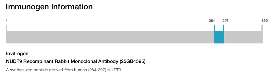 NUDT9 Recombinant Rabbit Monoclonal Antibody (25GB4395)