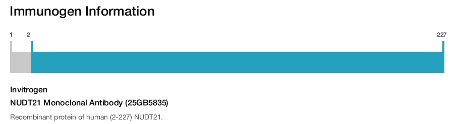 NUDT21 Monoclonal Antibody (25GB5835)