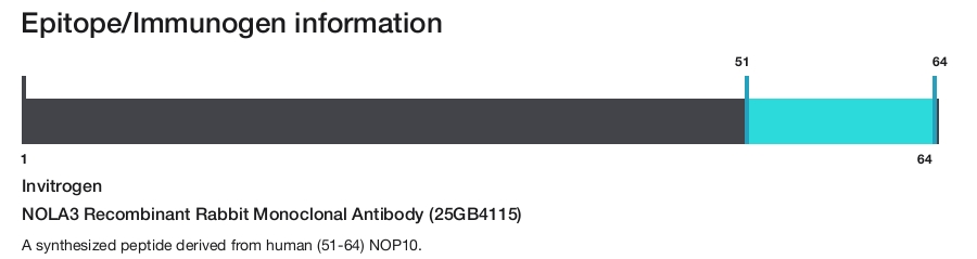 NOLA3 Recombinant Rabbit Monoclonal Antibody (25GB4115)