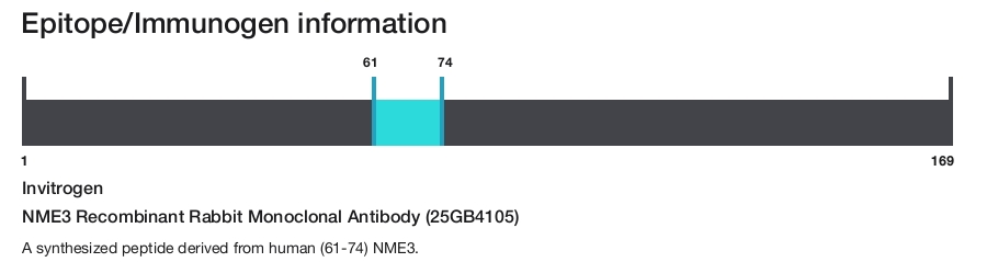 NME3 Recombinant Rabbit Monoclonal Antibody (25GB4105)