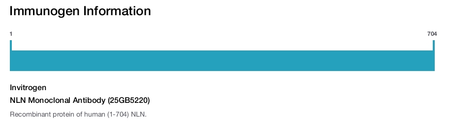 NLN Monoclonal Antibody (25GB5220)