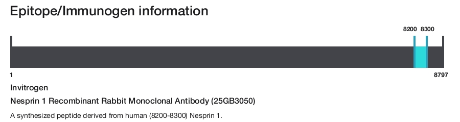Nesprin 1 Recombinant Rabbit Monoclonal Antibody (25GB3050)