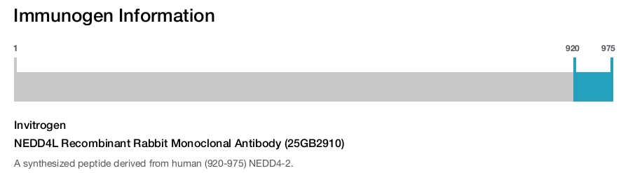 NEDD4L Recombinant Rabbit Monoclonal Antibody (25GB2910)