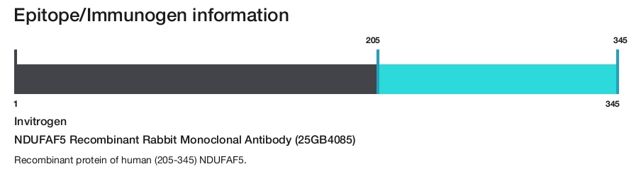 NDUFAF5 Recombinant Rabbit Monoclonal Antibody (25GB4085)