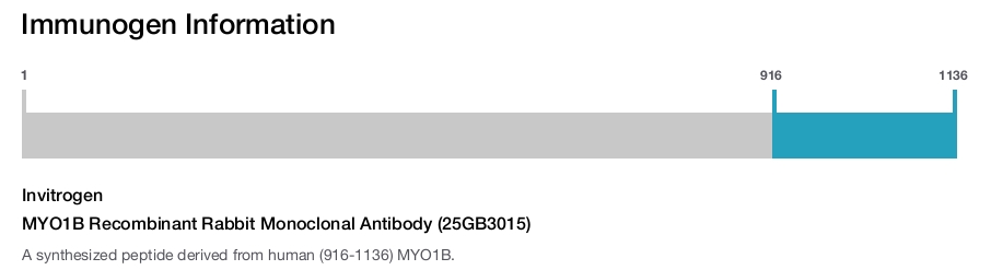 MYO1B Recombinant Rabbit Monoclonal Antibody (25GB3015)