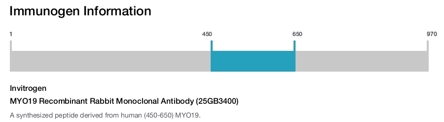 MYO19 Recombinant Rabbit Monoclonal Antibody (25GB3400)