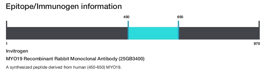 MYO19 Recombinant Rabbit Monoclonal Antibody (25GB3400)