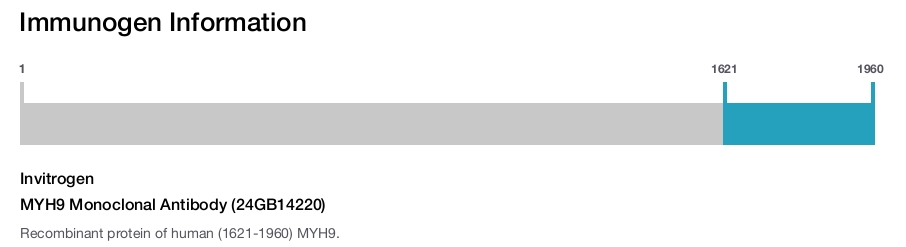 MYH9 Monoclonal Antibody (24GB14220)