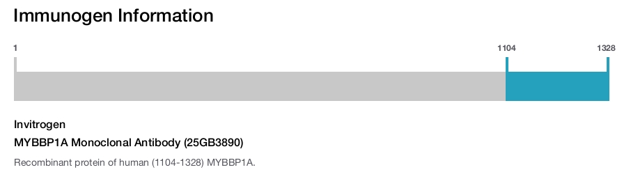 MYBBP1A Monoclonal Antibody (25GB3890)