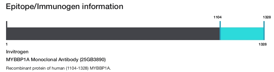 MYBBP1A Monoclonal Antibody (25GB3890)
