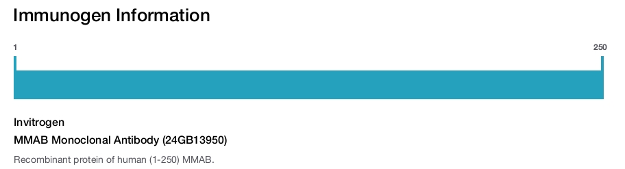 MMAB Monoclonal Antibody (24GB13950)