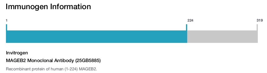 MAGEB2 Monoclonal Antibody (25GB5885)