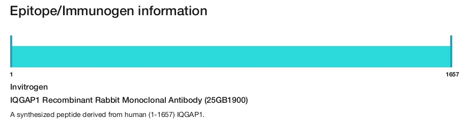 IQGAP1 Recombinant Rabbit Monoclonal Antibody (25GB1900)