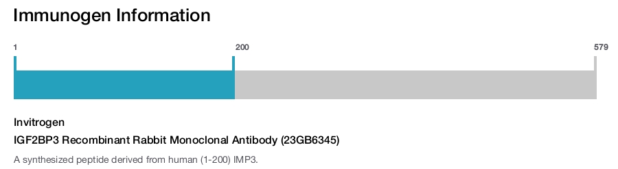IGF2BP3 Recombinant Rabbit Monoclonal Antibody (23GB6345)