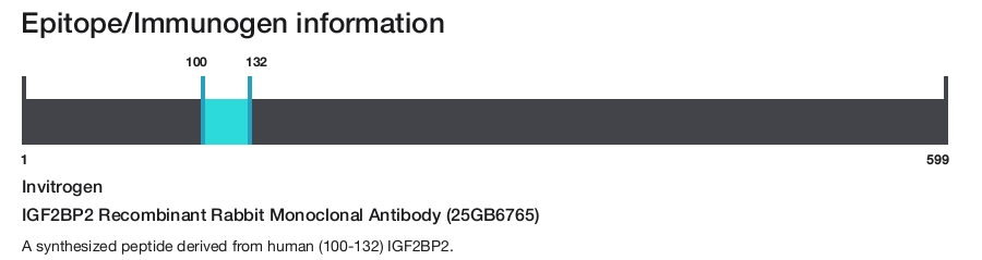 IGF2BP2 Recombinant Rabbit Monoclonal Antibody (25GB6765)