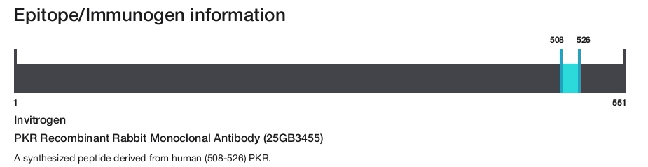 PKR Recombinant Rabbit Monoclonal Antibody (25GB3455)