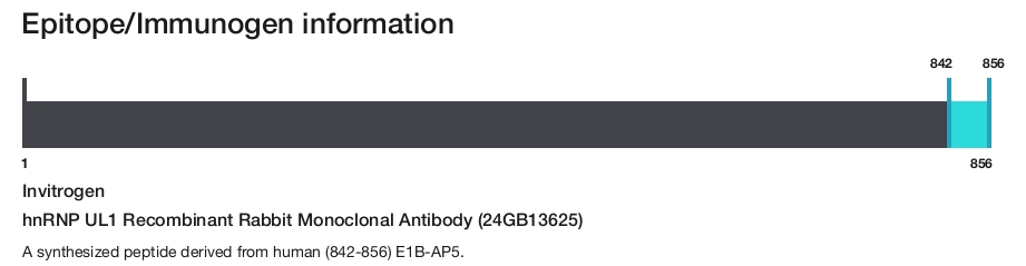 hnRNP UL1 Recombinant Rabbit Monoclonal Antibody (24GB13625)