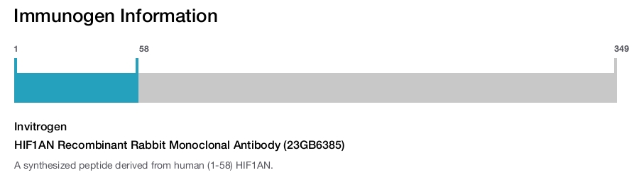 HIF1AN Recombinant Rabbit Monoclonal Antibody (23GB6385)