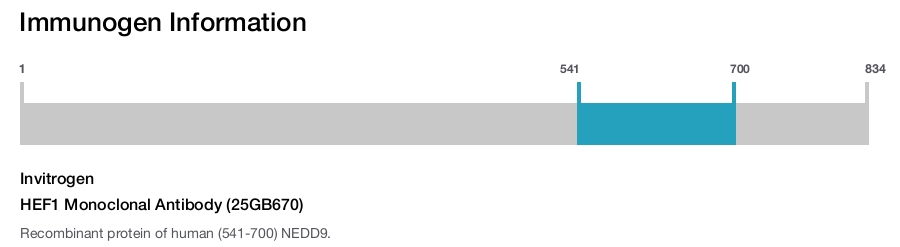HEF1 Monoclonal Antibody (25GB670)