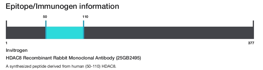 HDAC8 Recombinant Rabbit Monoclonal Antibody (25GB2495)