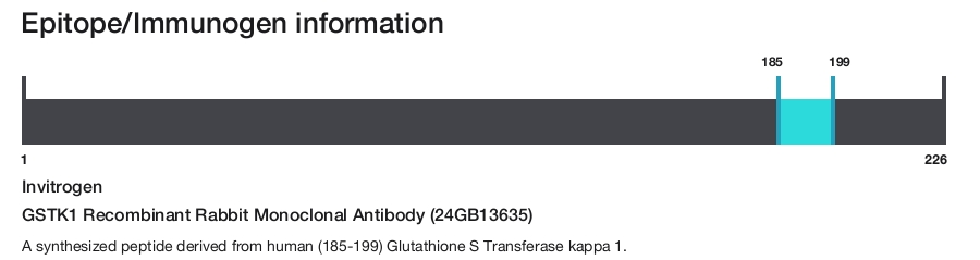 GSTK1 Recombinant Rabbit Monoclonal Antibody (24GB13635)