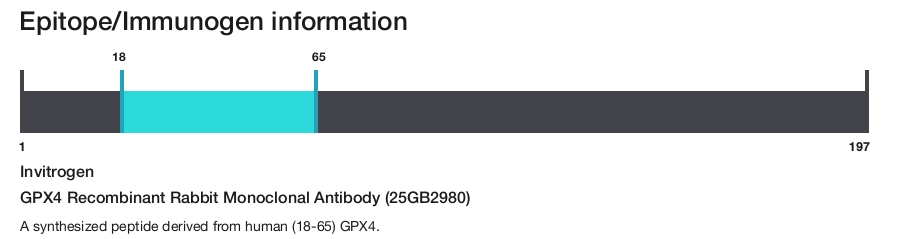 GPX4 Recombinant Rabbit Monoclonal Antibody (25GB2980)