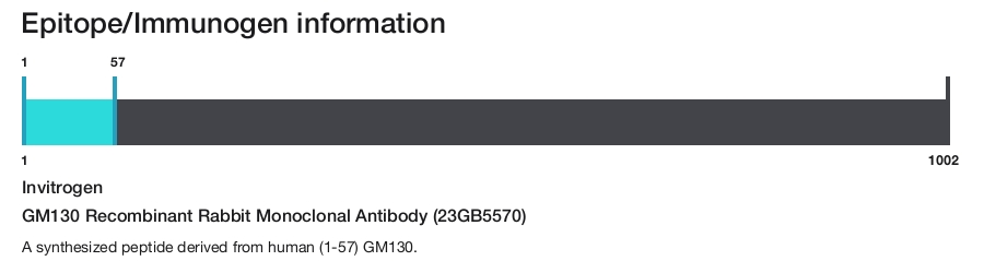 GM130 Recombinant Rabbit Monoclonal Antibody (23GB5570)