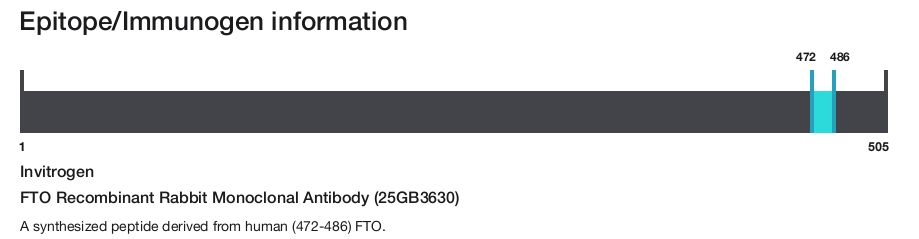 FTO Recombinant Rabbit Monoclonal Antibody (25GB3630)
