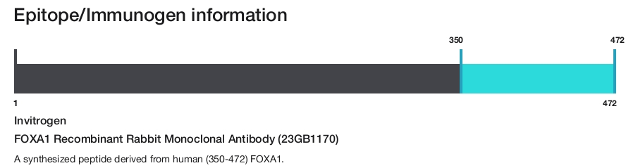 FOXA1 Recombinant Rabbit Monoclonal Antibody (23GB1170)