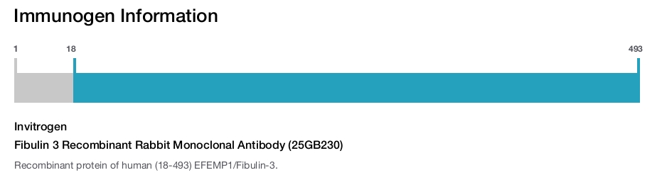 Fibulin 3 Recombinant Rabbit Monoclonal Antibody (25GB230)