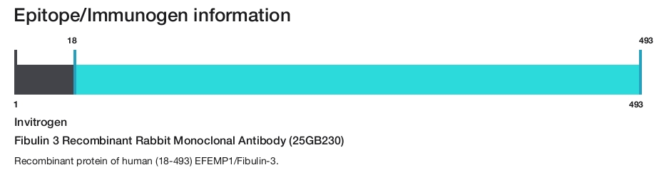 Fibulin 3 Recombinant Rabbit Monoclonal Antibody (25GB230)
