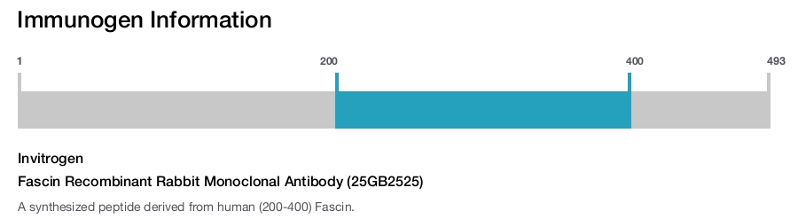 Fascin Recombinant Rabbit Monoclonal Antibody (25GB2525)